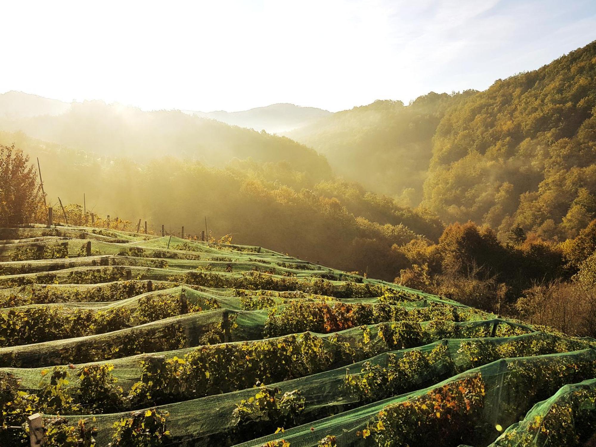 Vineyard Cottage Matej Trebnje Εξωτερικό φωτογραφία
