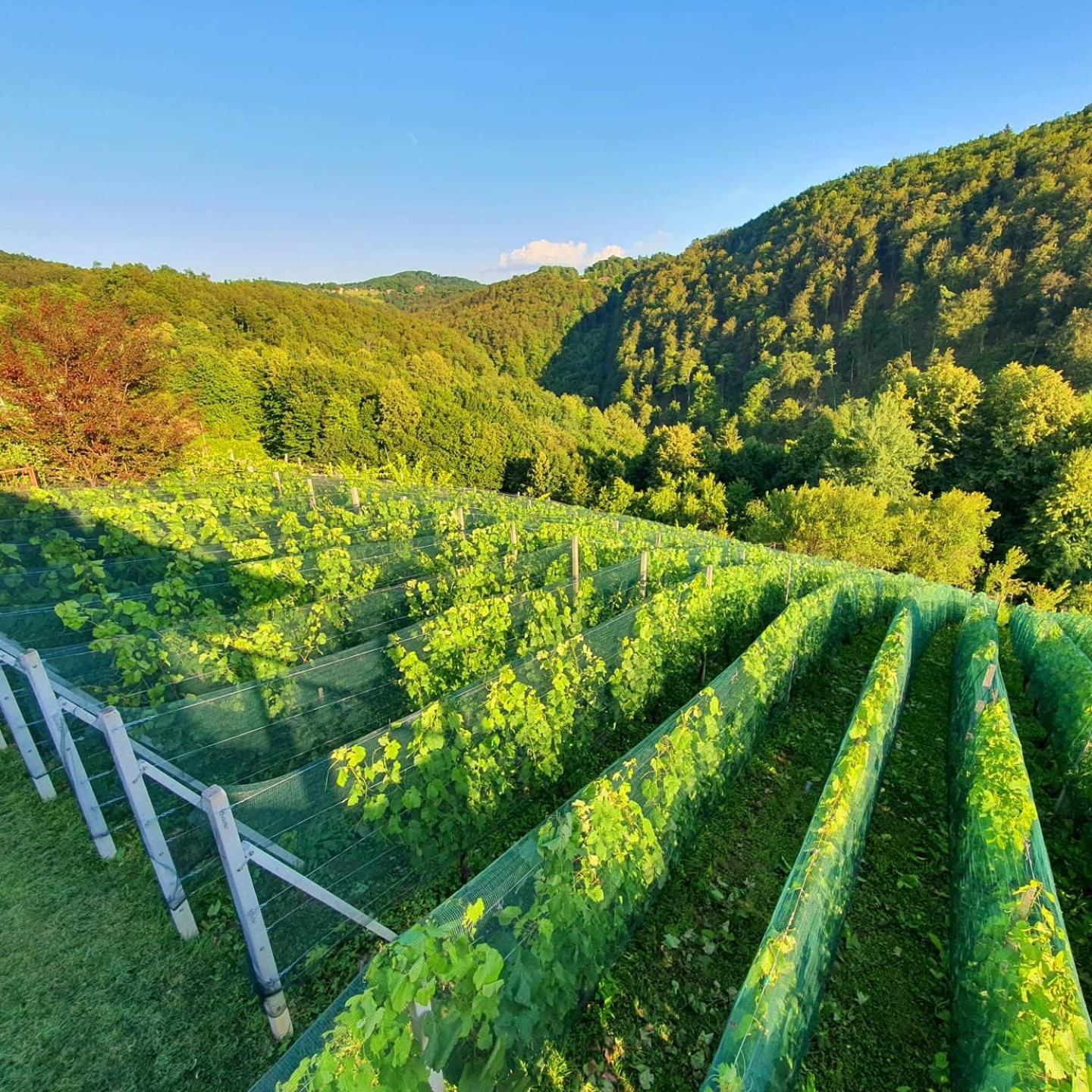 Vineyard Cottage Matej Trebnje Εξωτερικό φωτογραφία